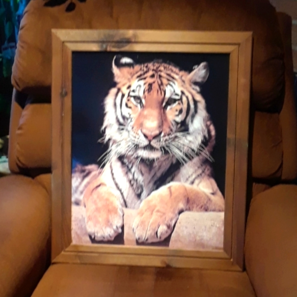 Framed photo of Tiger